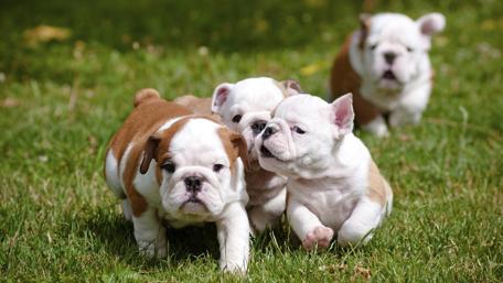 Cute bulldog puppies wallpaper