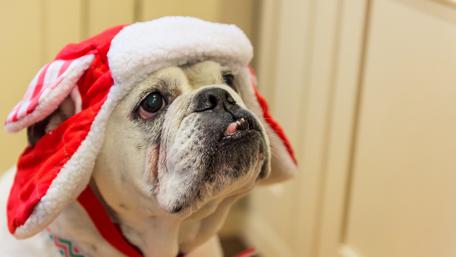 Bulldog in hat wallpaper