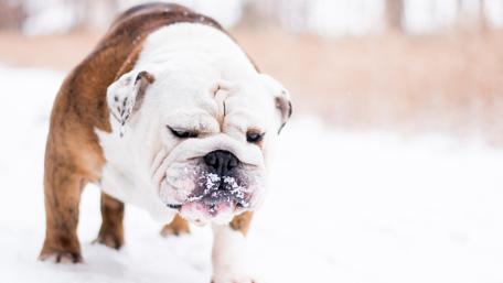 Bulldog in the snow wallpaper