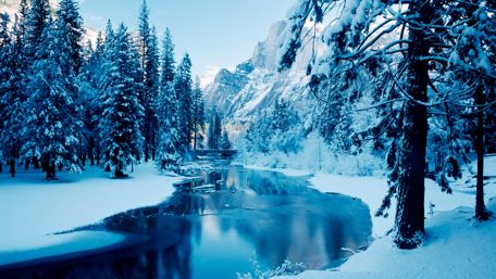 Snowy winter forest wallpaper