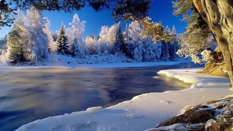 Frosty trees wallpaper