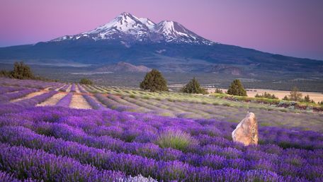 Lavender field at Vaucluse - Provence, France wallpaper