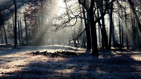 Rays of light in the hoary forest wallpaper