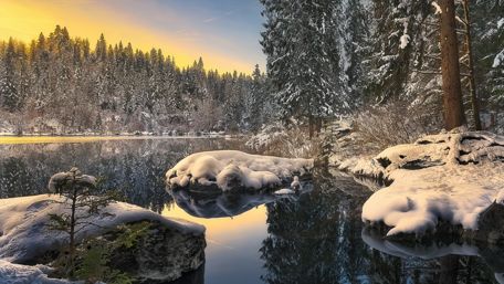 Pine forest reflection wallpaper