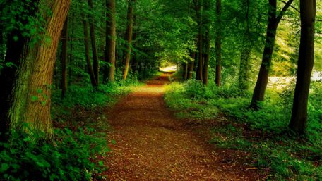 Forest path wallpaper