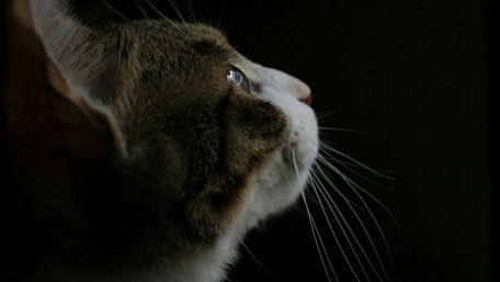 Whiskers and Wonder in the Dark wallpaper