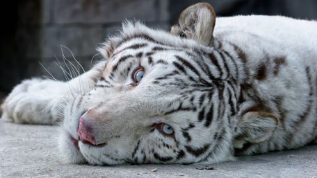 White tiger wallpaper