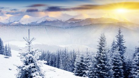 Snowy fir forest in the morning sunrays wallpaper