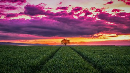 Lone tree on the crop field wallpaper