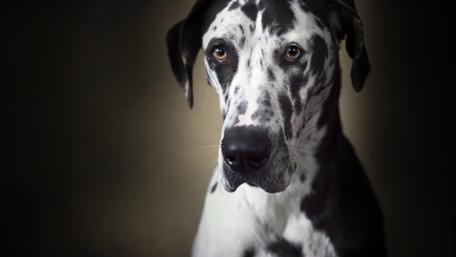 Great dane dog wallpaper