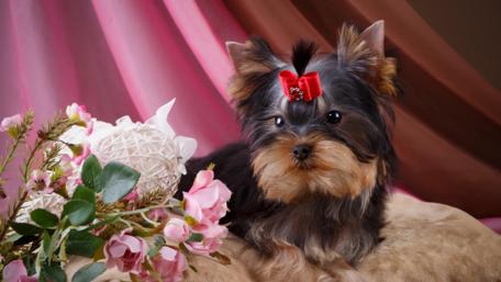 Yorkshire terrier wallpaper