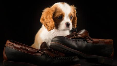 Cavalier King Charles Spaniel puppy wallpaper