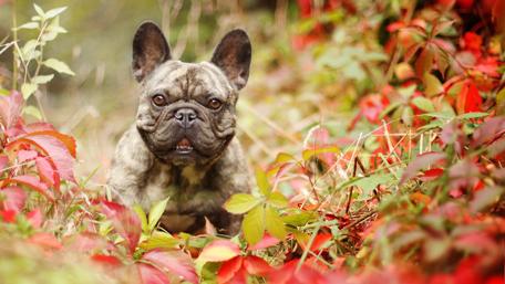French Bulldog wallpaper