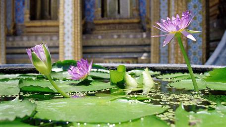 Lotus flower in a Zen garden, Thailand wallpaper