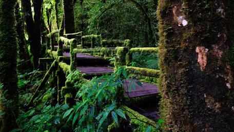 Doi Inthanon National Park, Thailand wallpaper