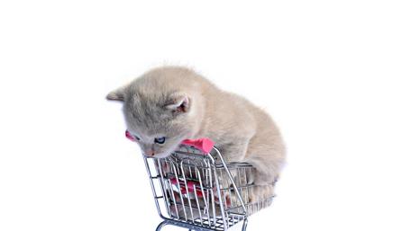 Cute kitten in a small shopping cart wallpaper