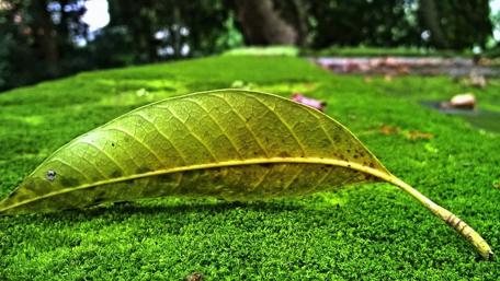 Green leaf wallpaper