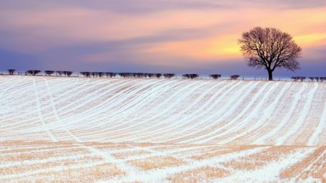 Winter field under the snow wallpaper