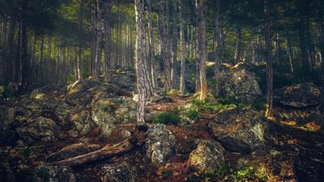 Deep forest in Crimean peninsula wallpaper