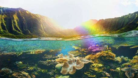 Hawaiian Coral Reefs wallpaper