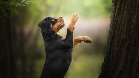 Cute Rottweiler wallpaper
