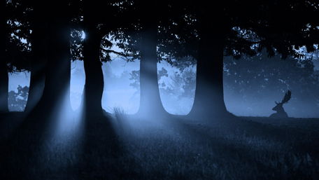 Moonlight in the forest wallpaper