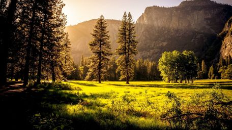 Summer sunlight in the green nature wallpaper