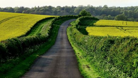 Road in the canola field wallpaper