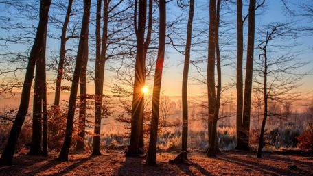 Sunrays through the trees wallpaper