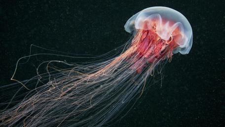 Ethereal Beauty of a Jellyfish in Motion wallpaper
