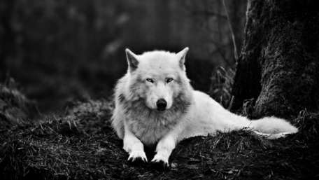 Alaskan tundra wolf (canis lupus tundrarum) - Monochrome photography wallpaper