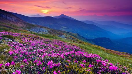 Flowery Hill wallpaper