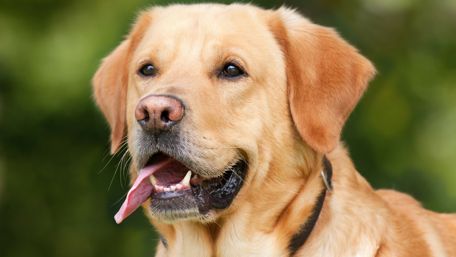Labrador Retriever wallpaper