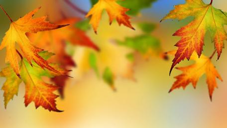 Colorful autumn maple leaves wallpaper