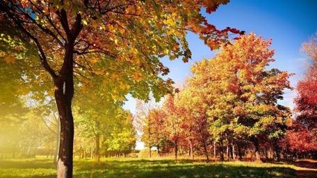 Autumn forest wallpaper