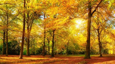 Autumn sunshine in the forest wallpaper