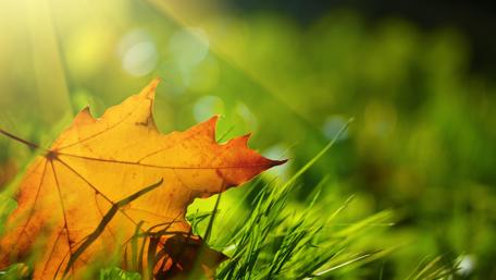Autumn leaves wallpaper