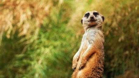 Cute suricate wallpaper
