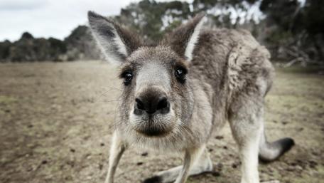 Curious kangaroo wallpaper