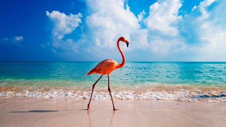 Pink Flamingo wallpaper