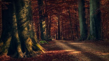 Autumn forest path wallpaper