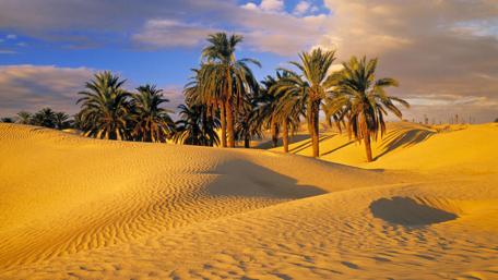 Sahara oasis between sand dunes wallpaper