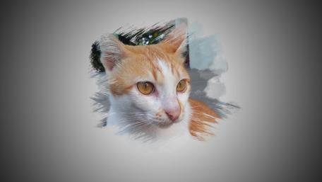 Charming Ginger Cat Portraits in Soft Pastels wallpaper