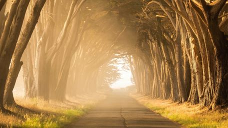 Wonderful tree alley wallpaper