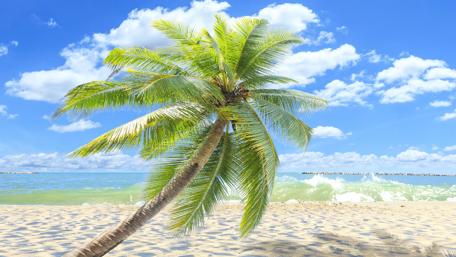 Single palm tree on the sandy beach wallpaper