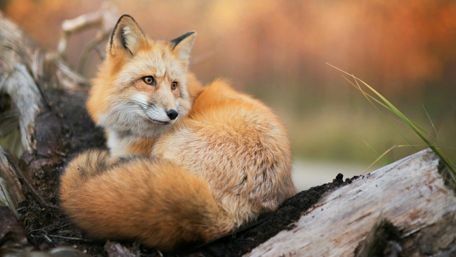 Red fox on the fallen tree wallpaper