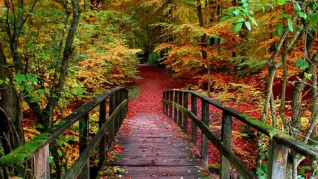 Autumn forest path wallpaper