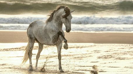 Majestic Horse Galloping on Beach wallpaper