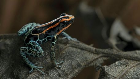 Colorful frog on the leaf - Macro photography wallpaper