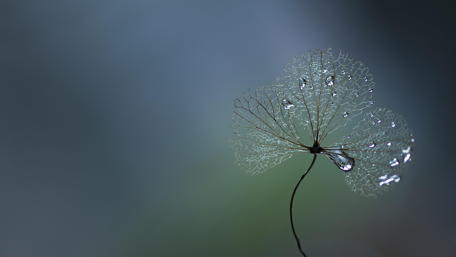 Dew drops on a clover - Macro photography wallpaper